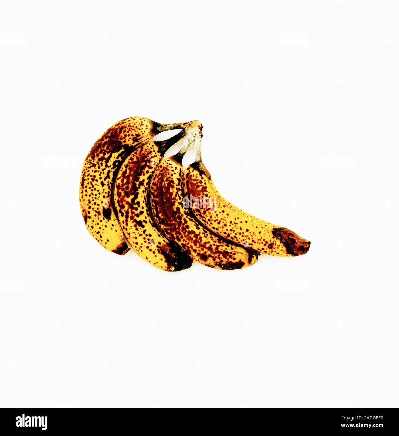 Bunch of ripe bananas. Eating bananas provides vitamin C, potassium