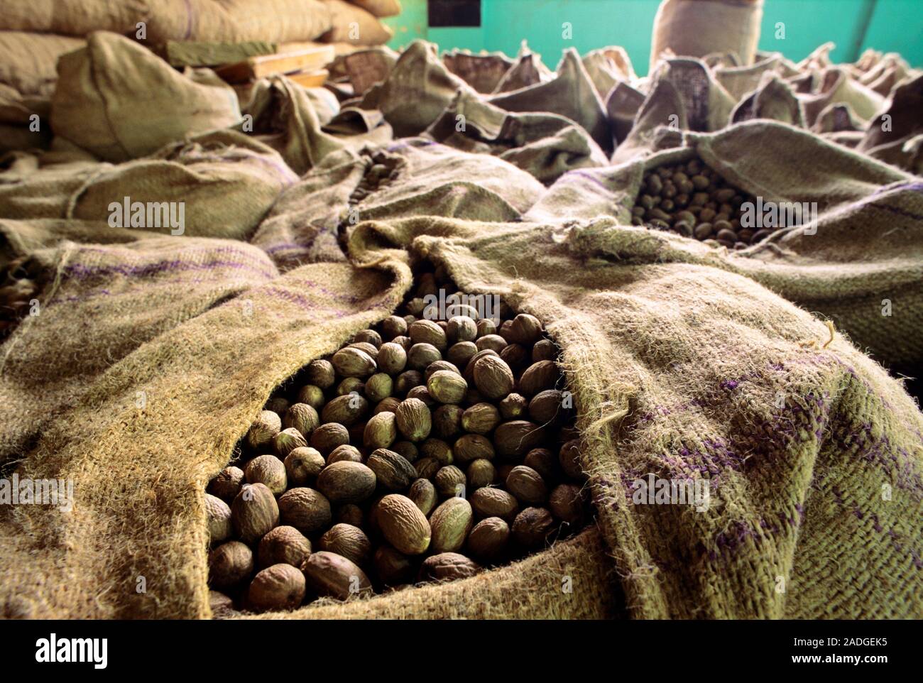 Dried nutmeg in sacks. These seeds are from the nutmeg tree (Myristica ...