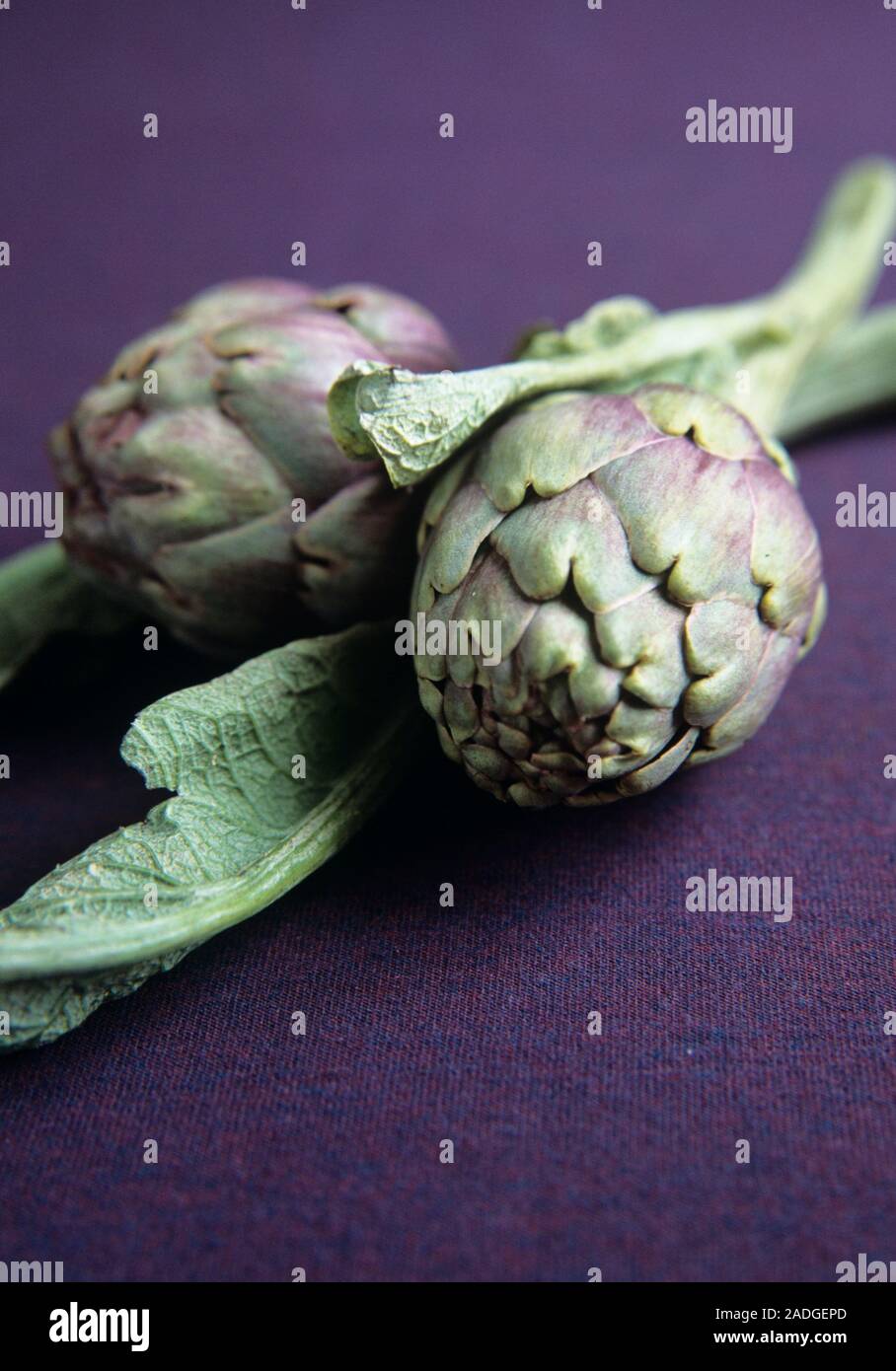 Globe artichokes (Cynara scolymus). This vegetable is a good source of