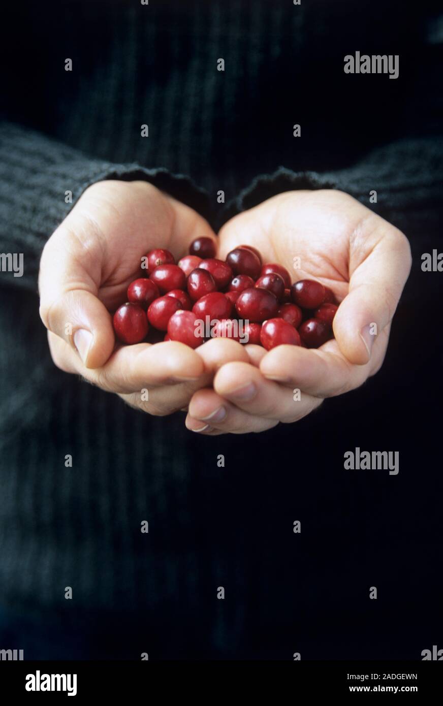 Cupped hands holding cranberries (Vaccinium sp.). Cranberrries are are