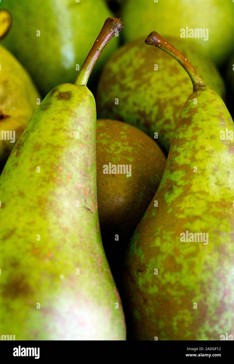 Williams Pears. Close up of edible fruit Stock Photo Alamy