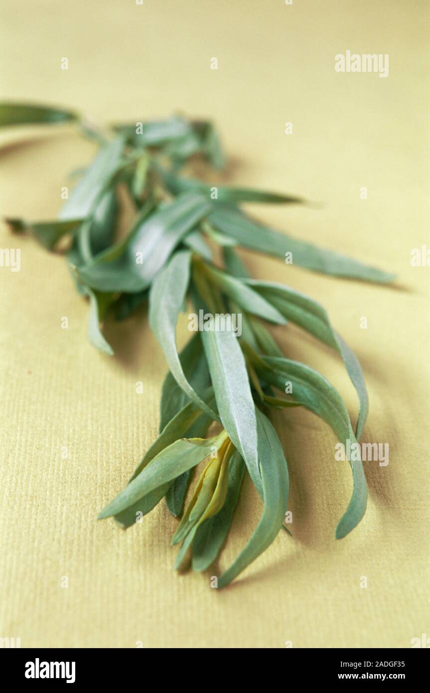 Tarragon (Artemisia dracunculus). This plant is a member of the daisy