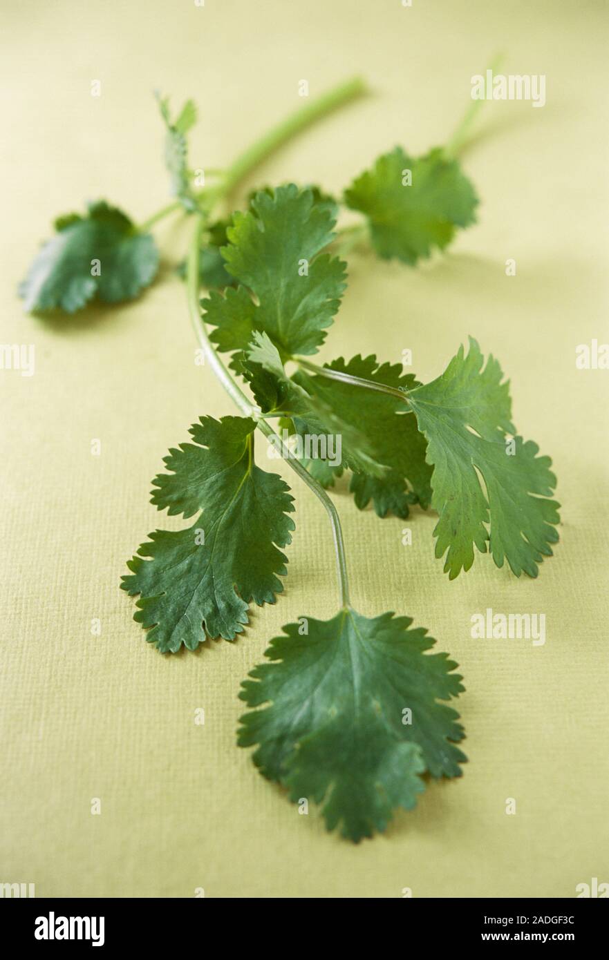 Coriander (Corandrum sativum). This plant is a member of the parsley