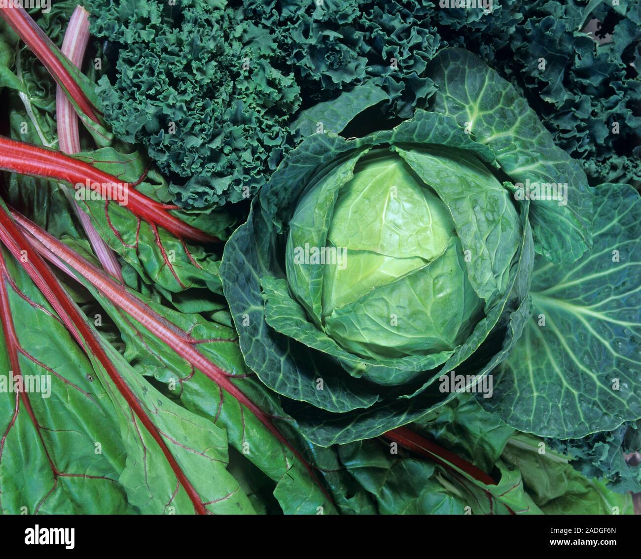 Green leafy vegetables. Clockwise from top; chard (Beta vulgaris), curly kale (Brassica oleracea sabellica) and cabbage (Brassica oleracea). Green lea Stock Photo