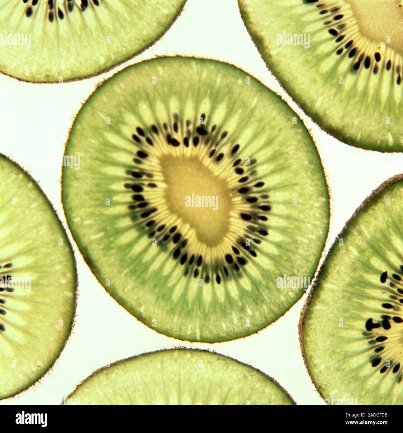 Kiwi fruit. Slices of kiwi fruit (Actinidia chinensis). Kiwis are are a