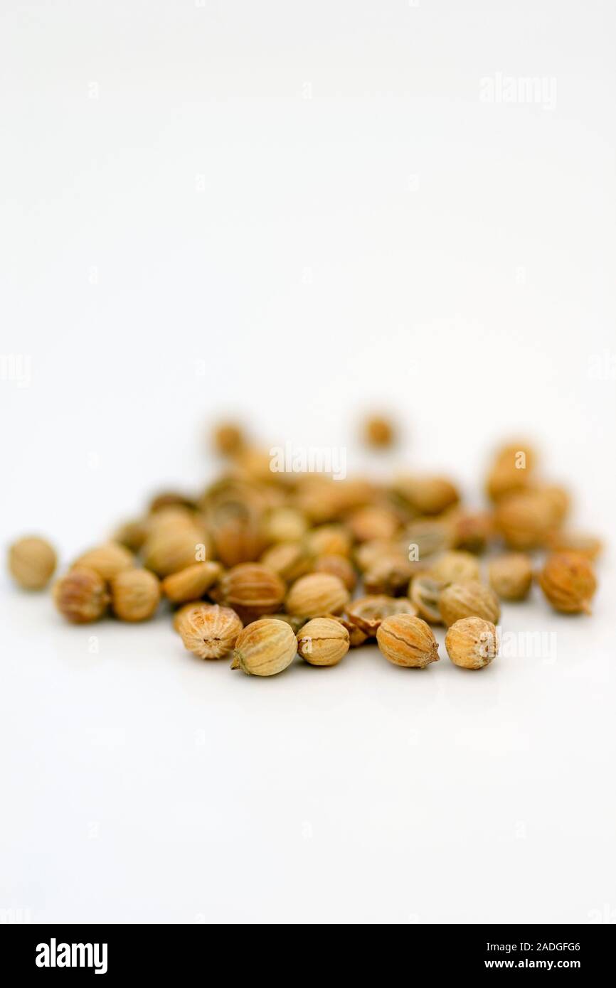 Coriander seeds. These are the fruit of the herb coriander (Corindrum