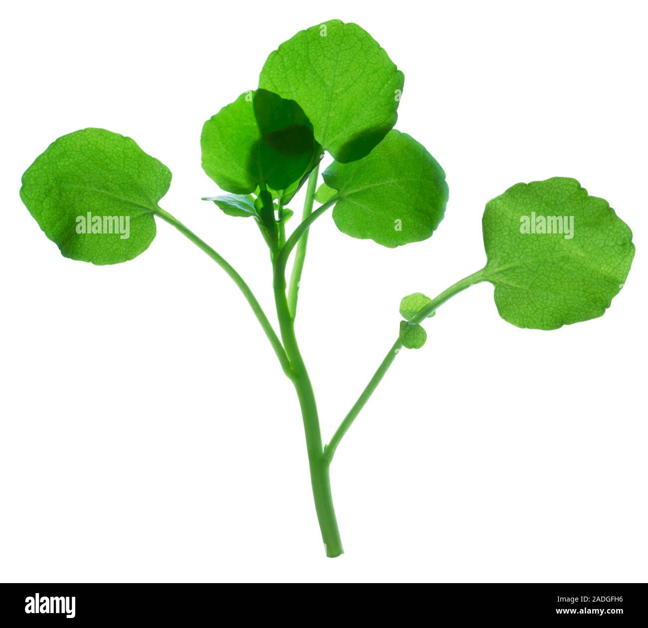 Watercress (Nasturtium officinale). Watercress, often eaten in salads