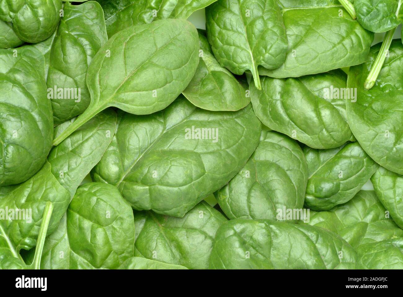 Spinach leaves (Spinacia oleracea). These leaves are picked from the immature plant when close to the ground. Spinach is a vegetable rich in beta- car Stock Photo