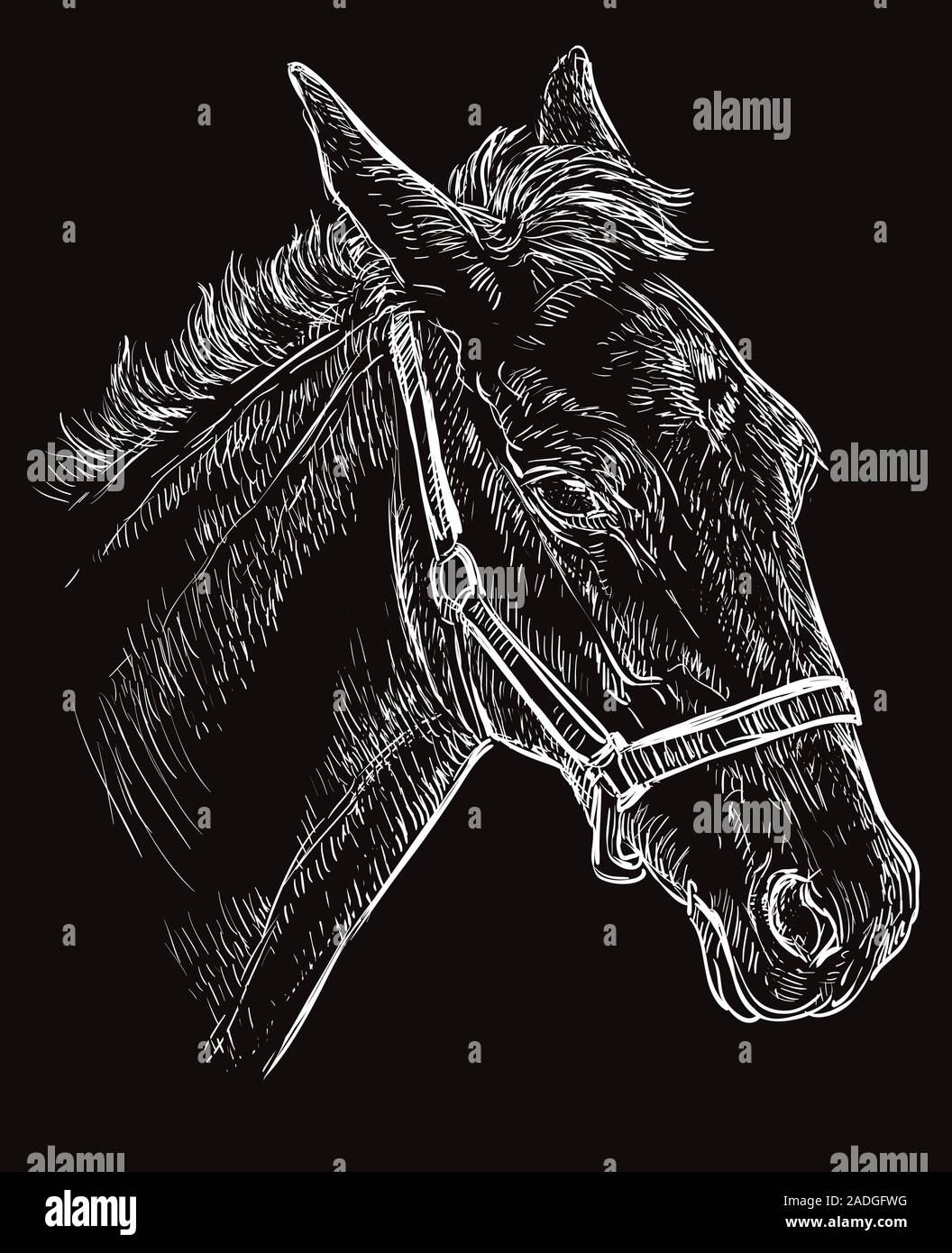 Foal portrait with halter. Young horse head in profile white color