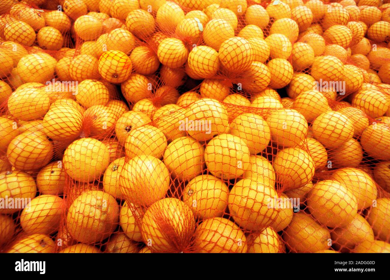 Oranges (Citrus sinensis) stored in netting Stock Photo Alamy