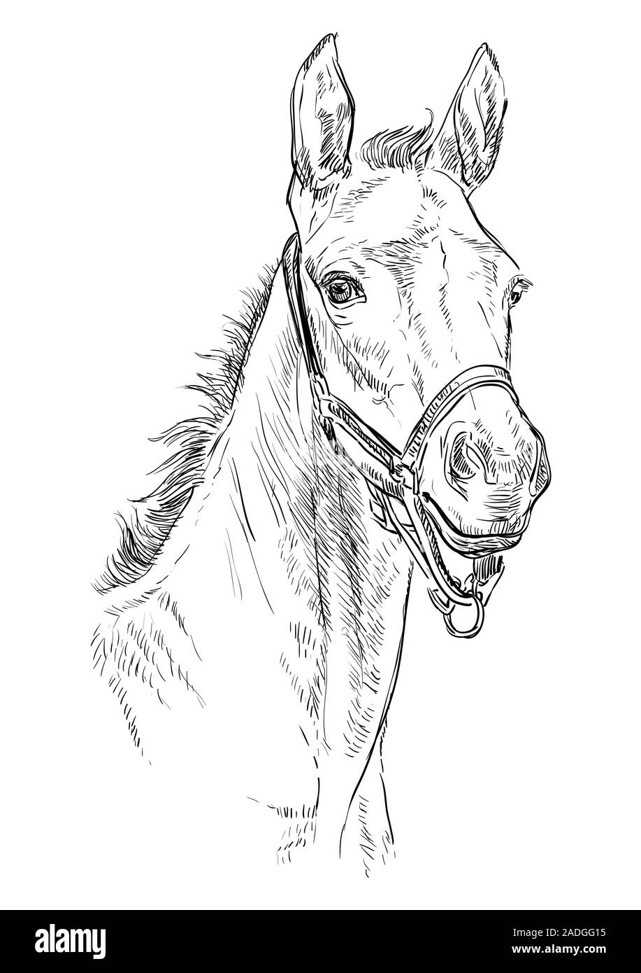 Foal portrait with halter. Horse head in black color isolated on white