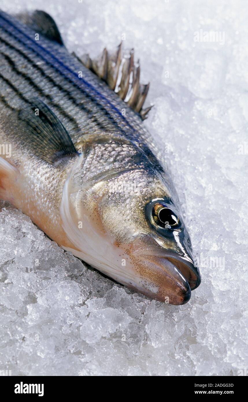 Sunshine bass packed in ice and ready for sale. The sunshine bass