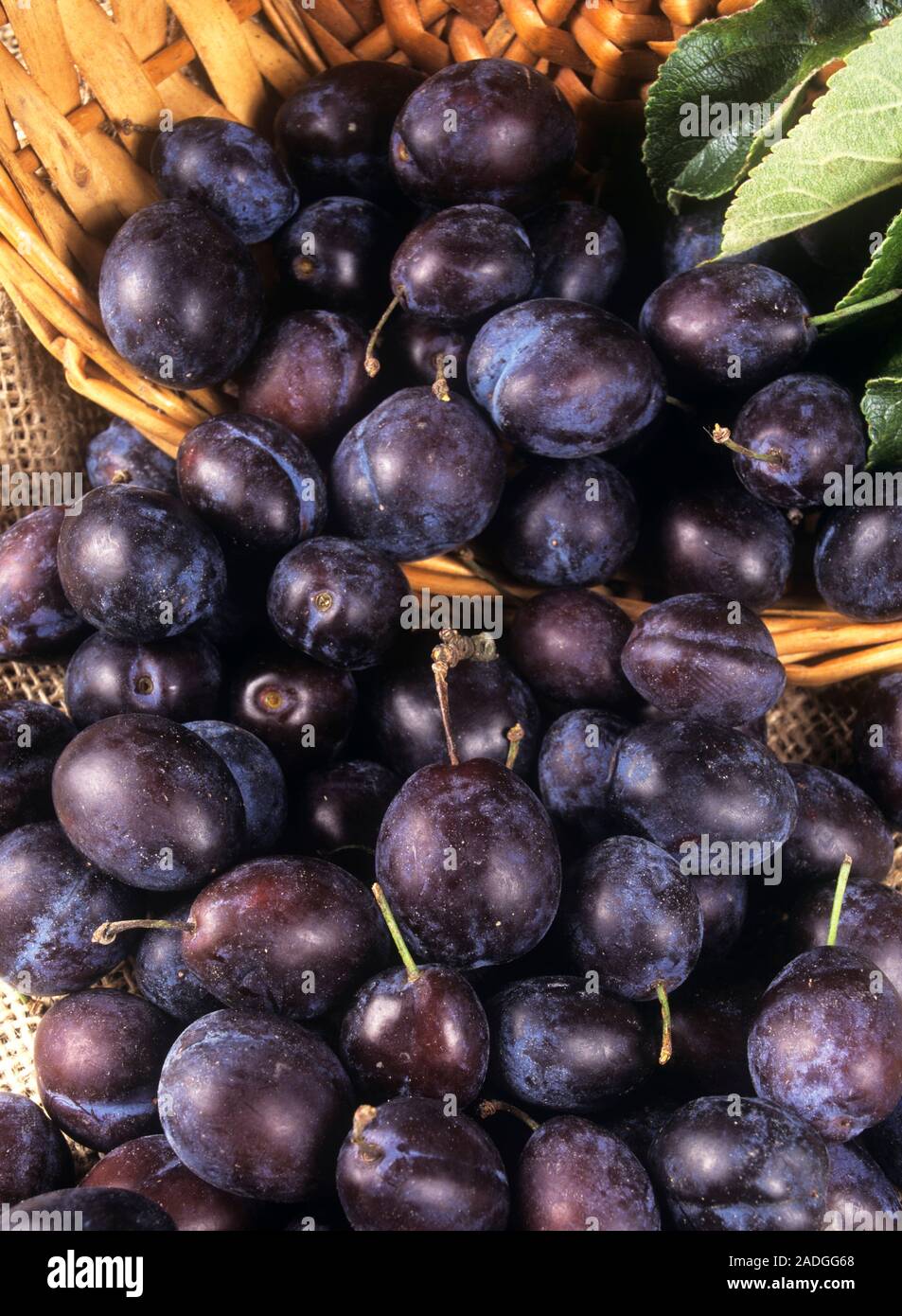 Damson fruit (Prunus domestica var. insititia). Stock Photo
