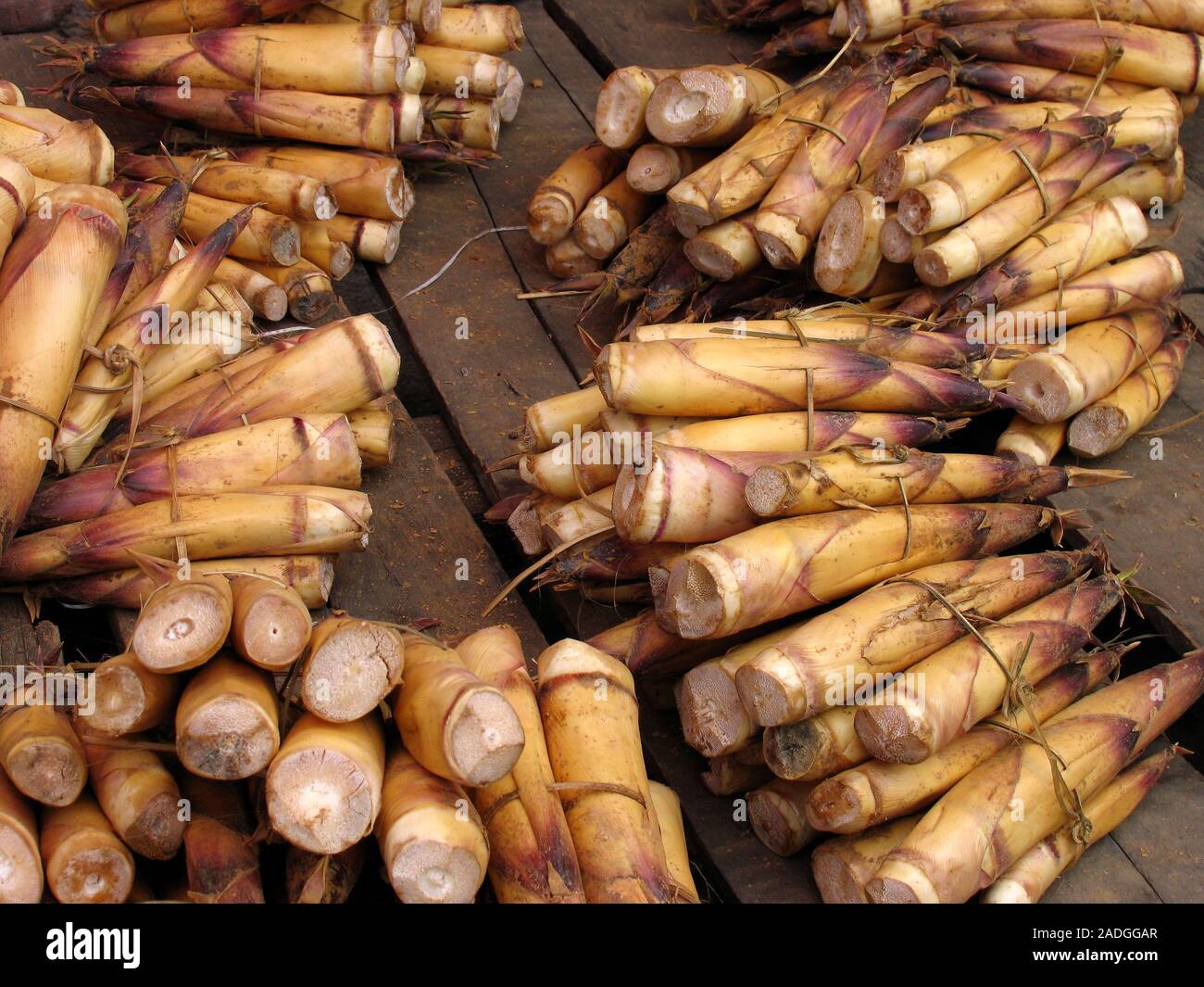 Fresh bamboo shoots on sale at a market. Photographed in Laos Stock