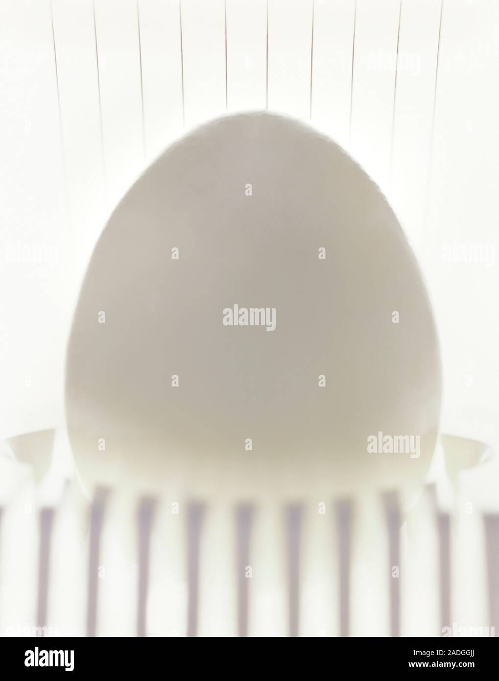 Egg in an egg slicer. Stock Photo