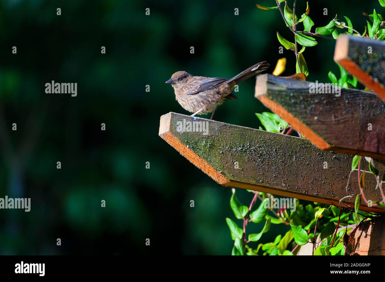 On a garden arbor with vine growing on it, sits a little brown bird. Stock Photo