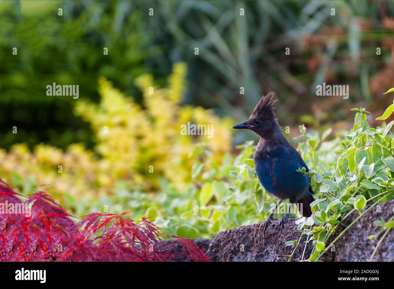A bluejay stands on top of a brick wall in a backyard garden Stock Photo