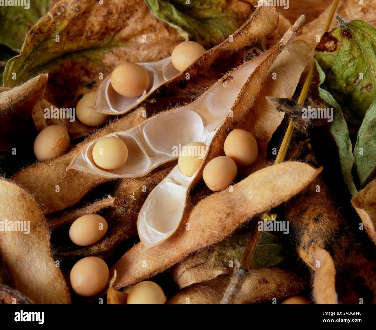 Soya beans (Glycine max) in their pods. Soya beans (or soybeans) are