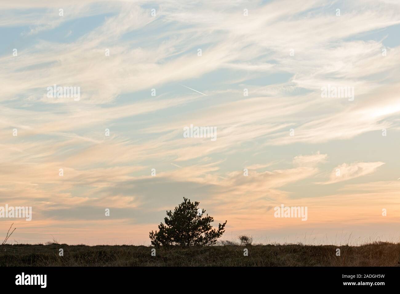Sylt, Braderuper Heide, einzelstehender Baum, Abendhimmel Stock Photo