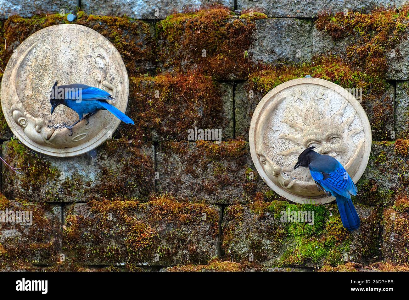 Two Bluejays Perched On Round Feeders Attached To A Brick Wall