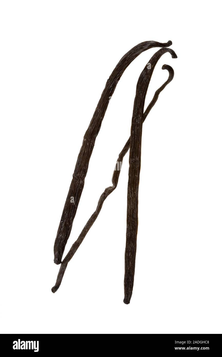 Vanilla pods (Vanilla planifolia Stock Photo Alamy