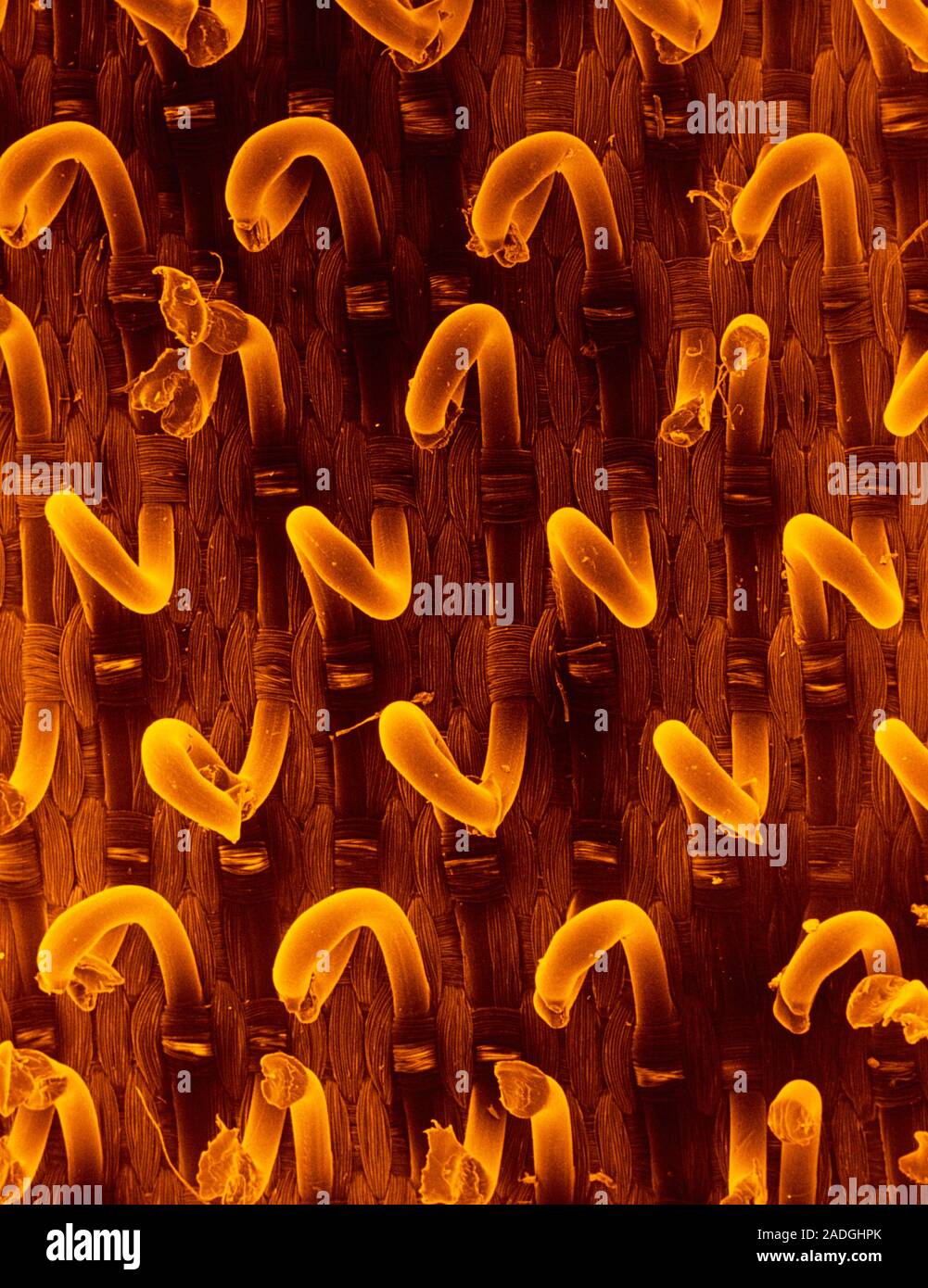 Scanning electron micrograph (SEM), coloured gold, of the hooked ...