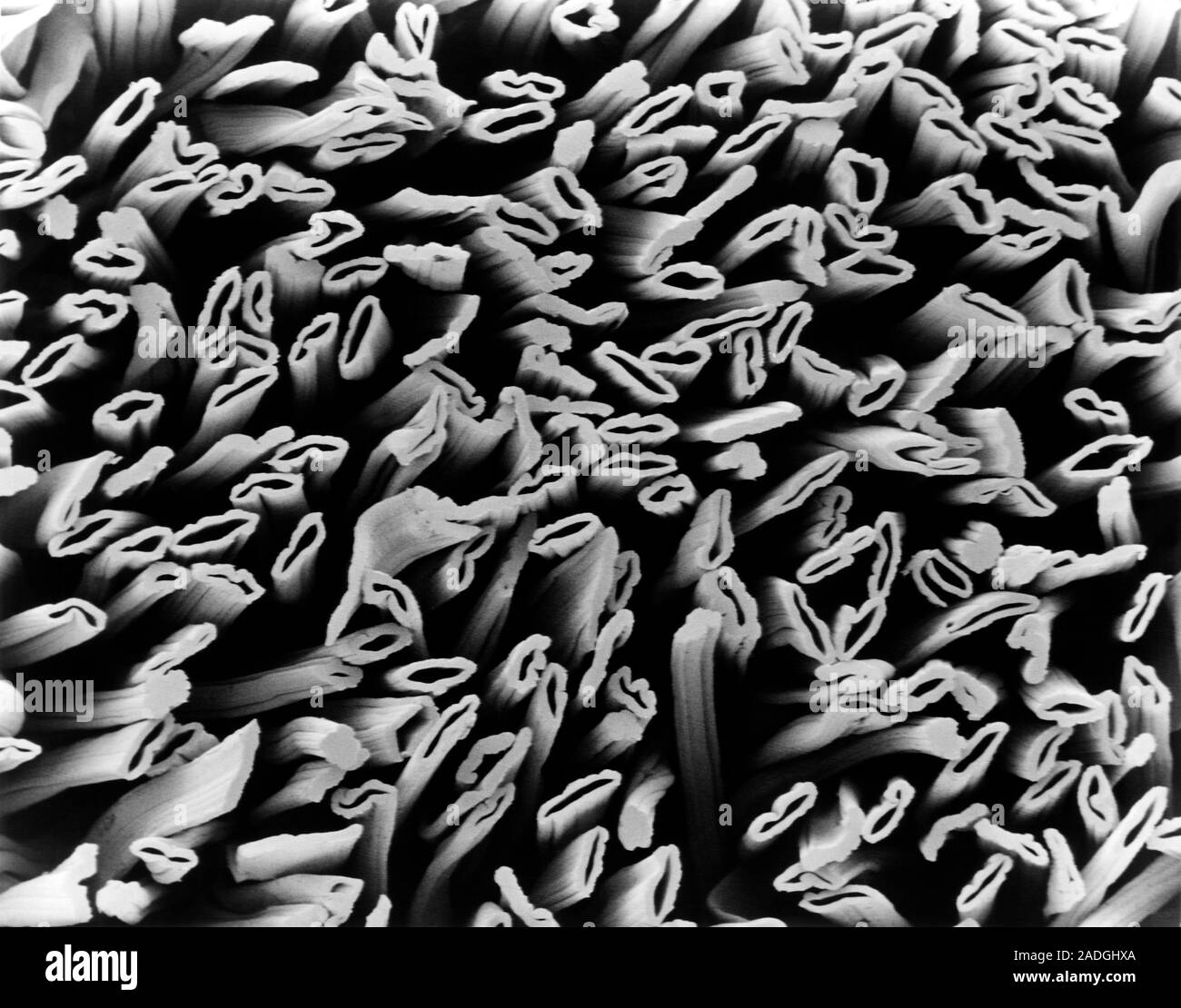 Thermal insulator. Scanning electron micrograph of hollow viscose ...