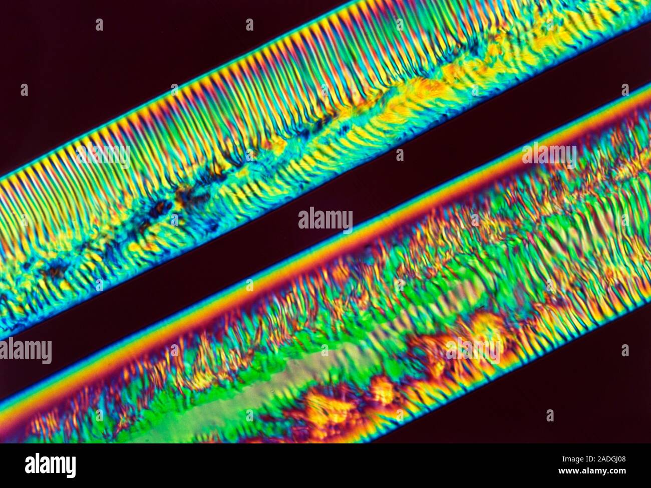 Polymer filament. Polarised light micrograph of two extruded, liquid