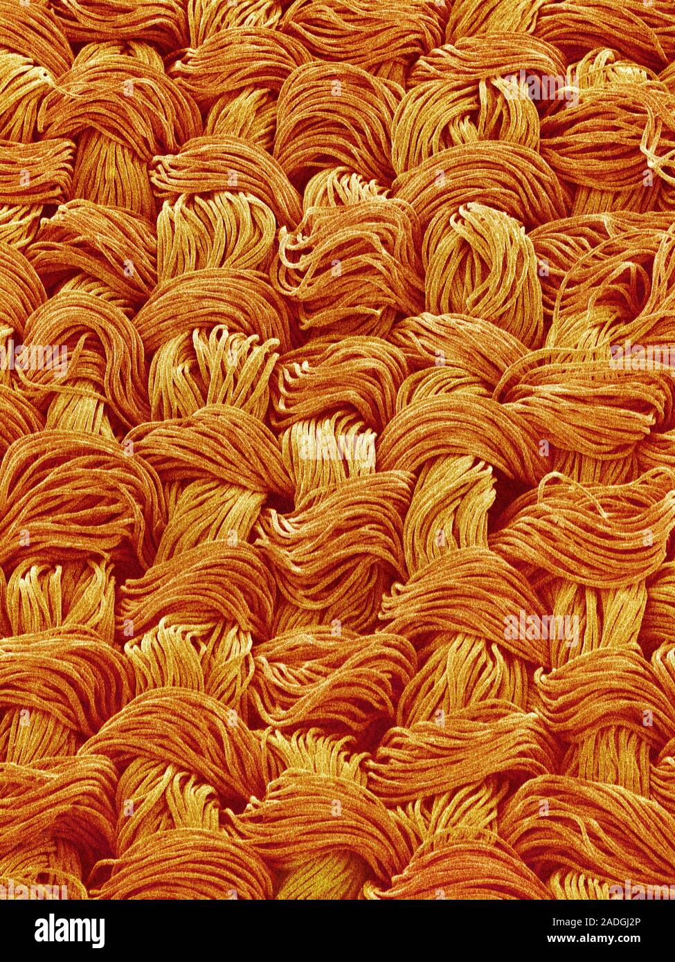 Cotton fibres. Coloured scanning electron micrograph (SEM) of cotton