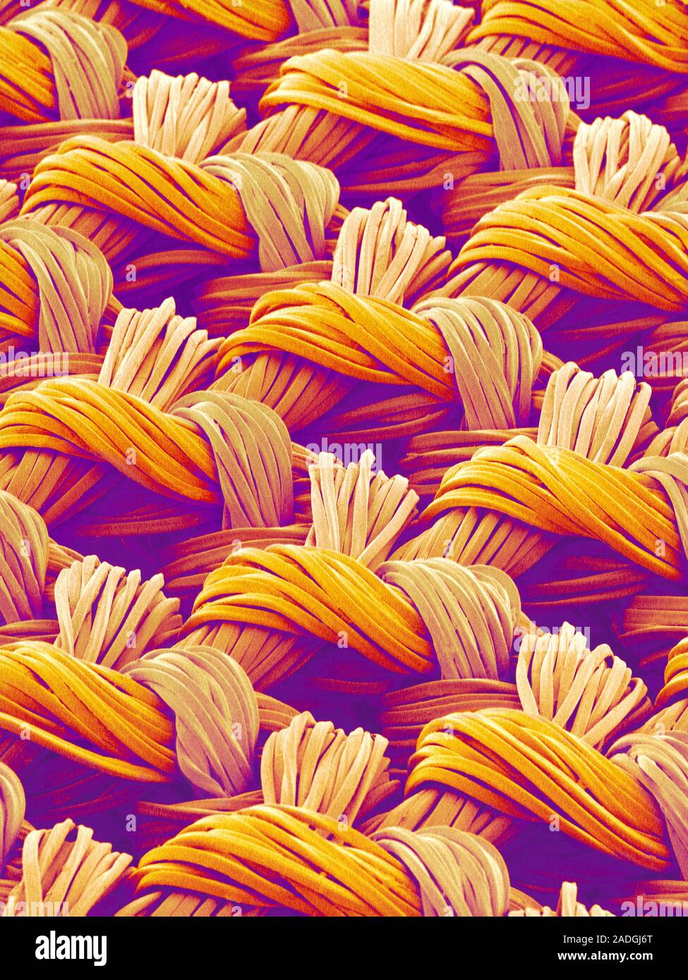 scanning electron micrograph