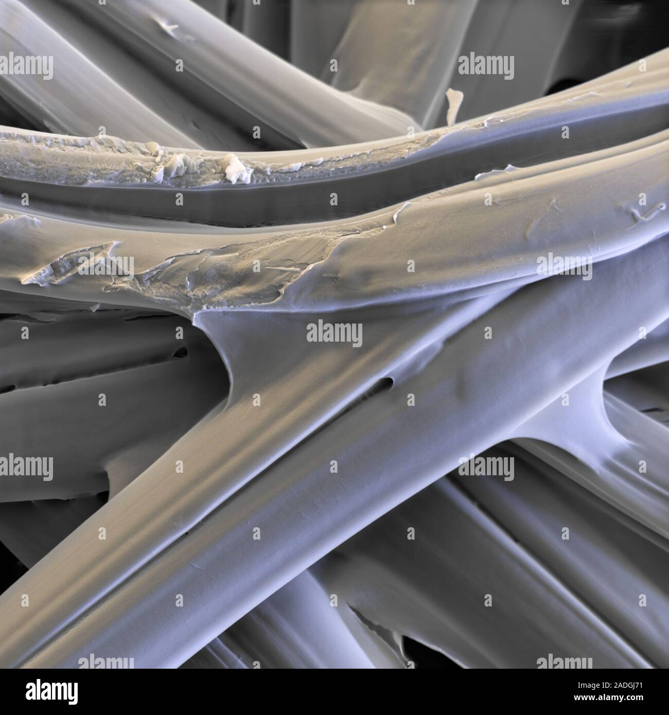 Silk fibres, coloured scanning electron micrograph (SEM). Silk is a