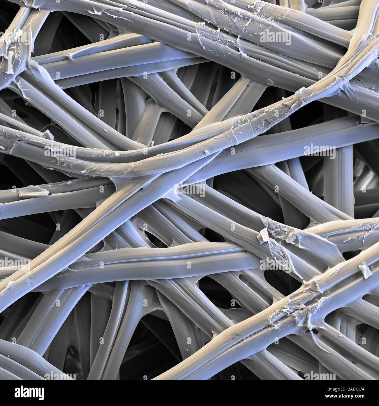 Silk fibres, coloured scanning electron micrograph (SEM). Silk is a