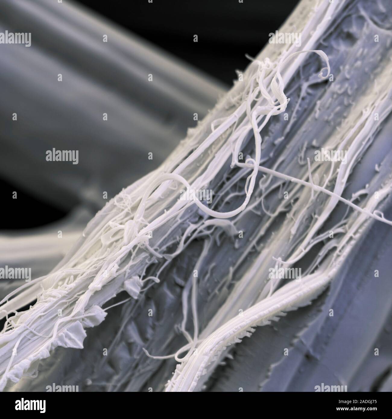 Silk fibres, coloured scanning electron micrograph (SEM). Silk is a