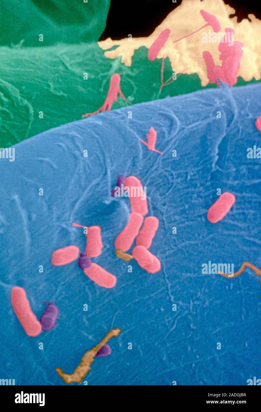 Bacteria on dishcloth. Coloured scanning electron micrograph (SEM) of