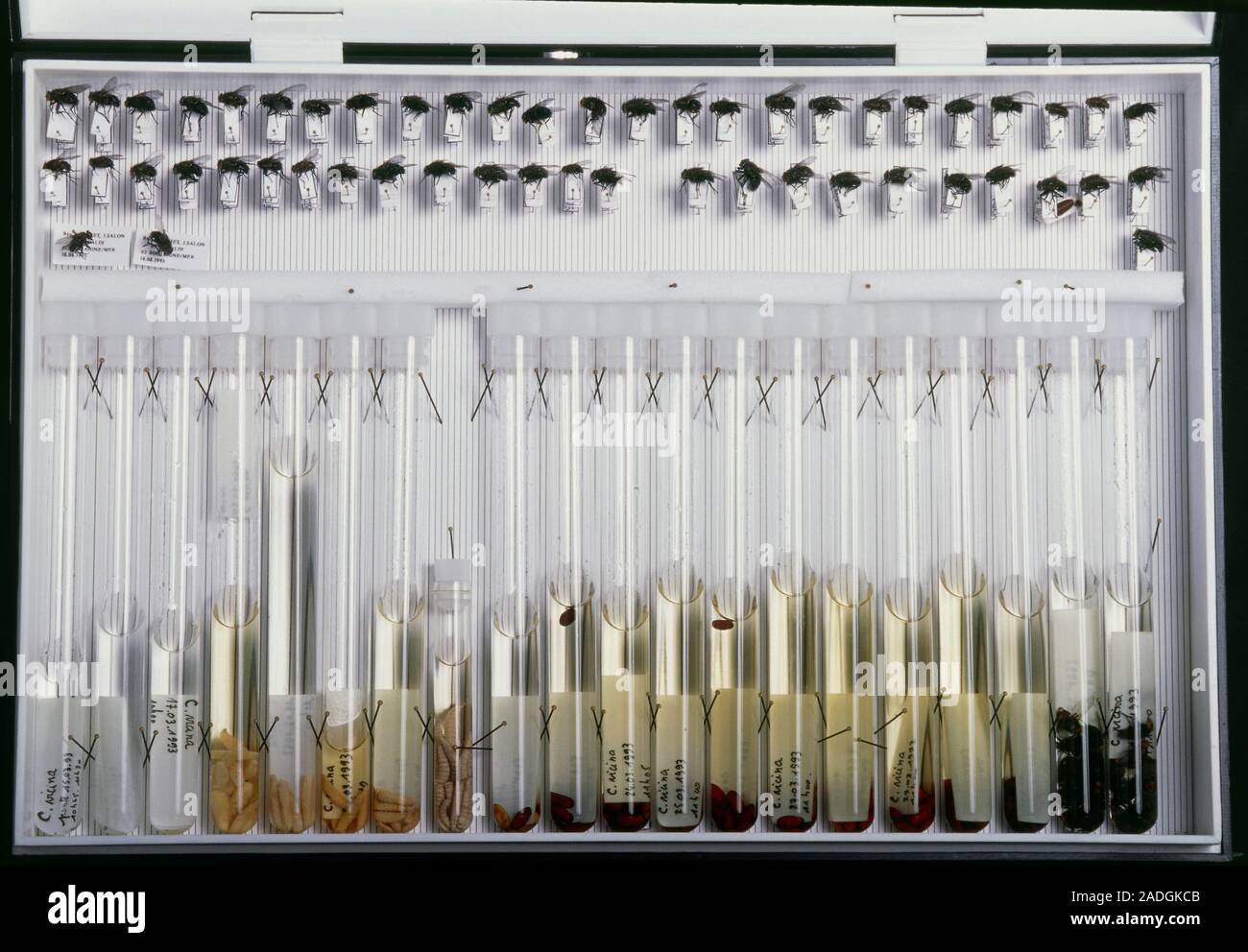 Forensic fly samples. Reference box of preserved flies (top) and their ...