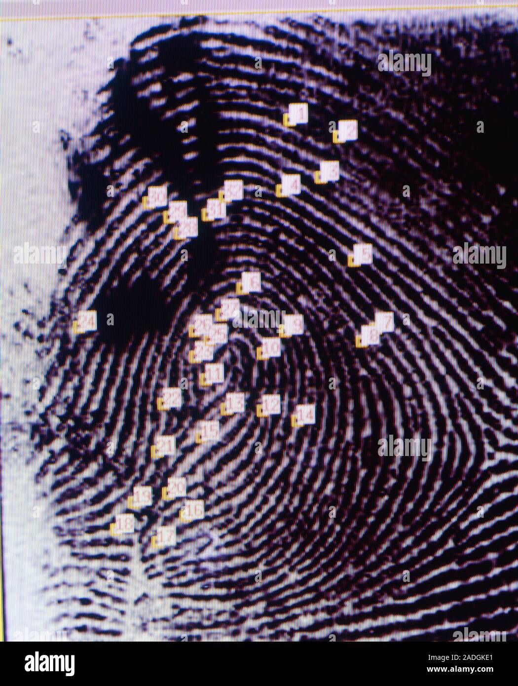Fingerprint analysis. Fingerprint being analysed with characteristic