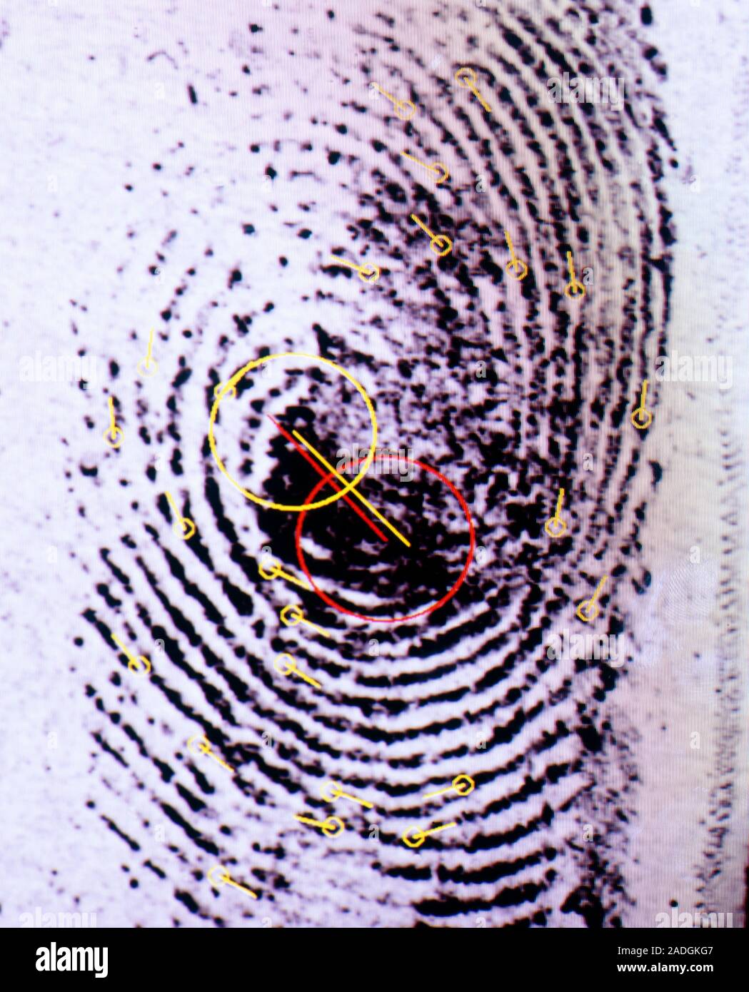 Fingerprint analysis. Fingerprint being analysed with characteristic