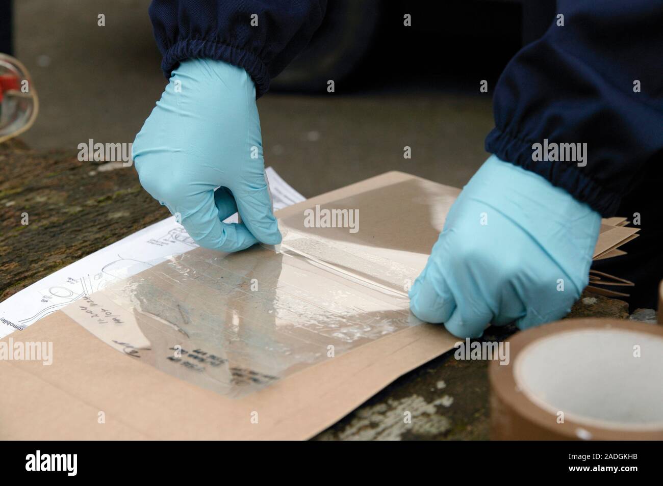 Lifting fingerprints. Scene of crime officer (SOCO) placing a developed fingerprint onto a