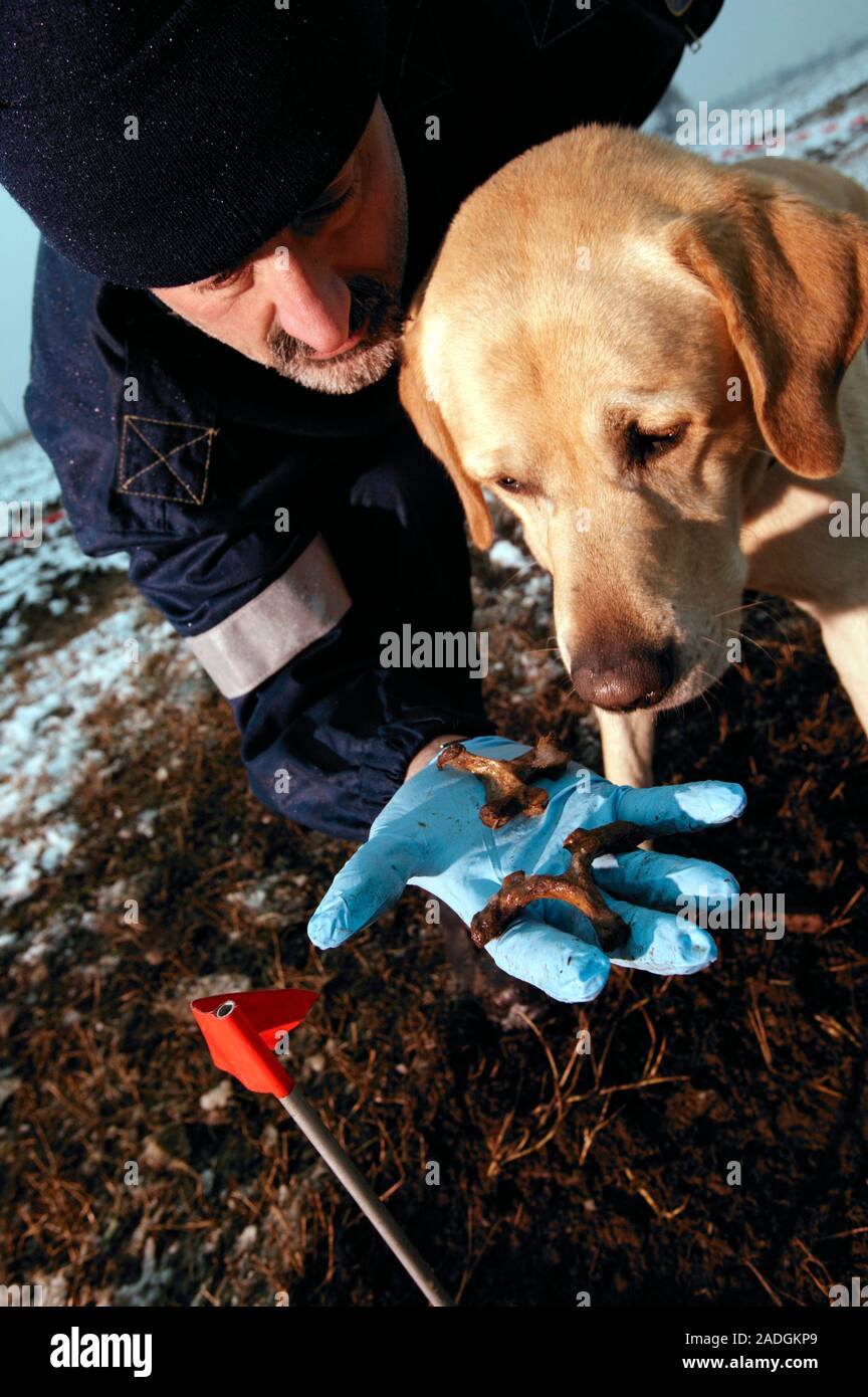 Finding human remains. Dog being trained to find a dead body. The ...
