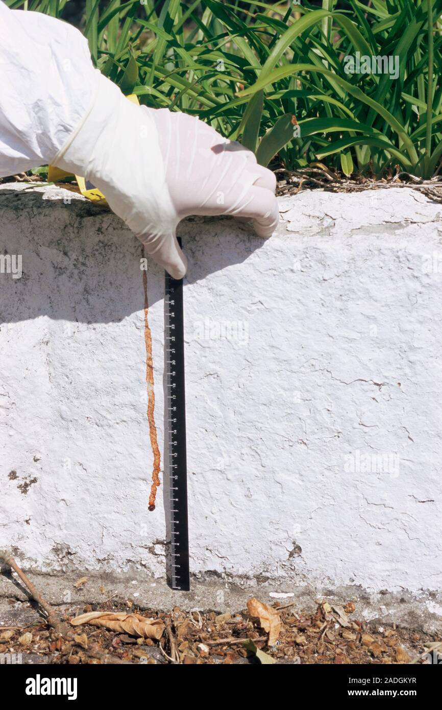 Forensics Yellow Ruler Forensics officer using a ruler measure to measure a trail of blood on ...