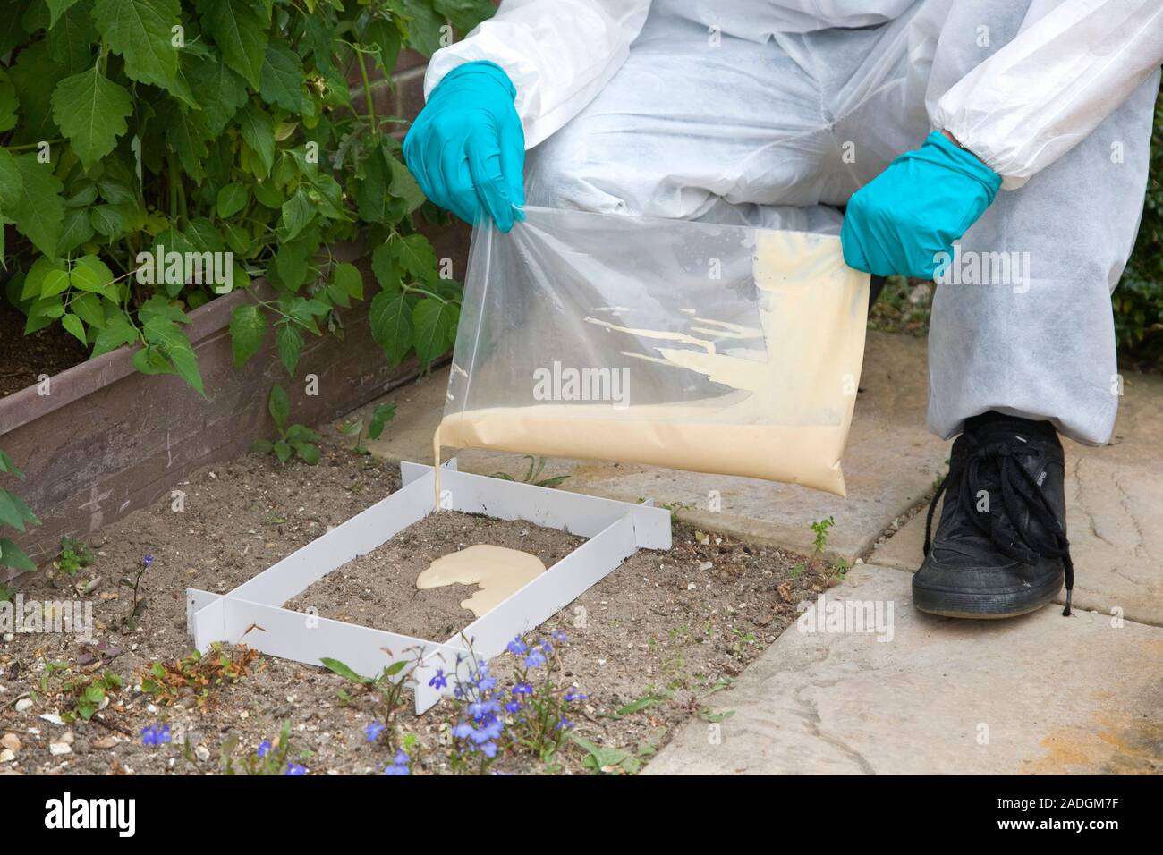 MODEL RELEASED. Footprint recovery. Forensics officer pouring fine