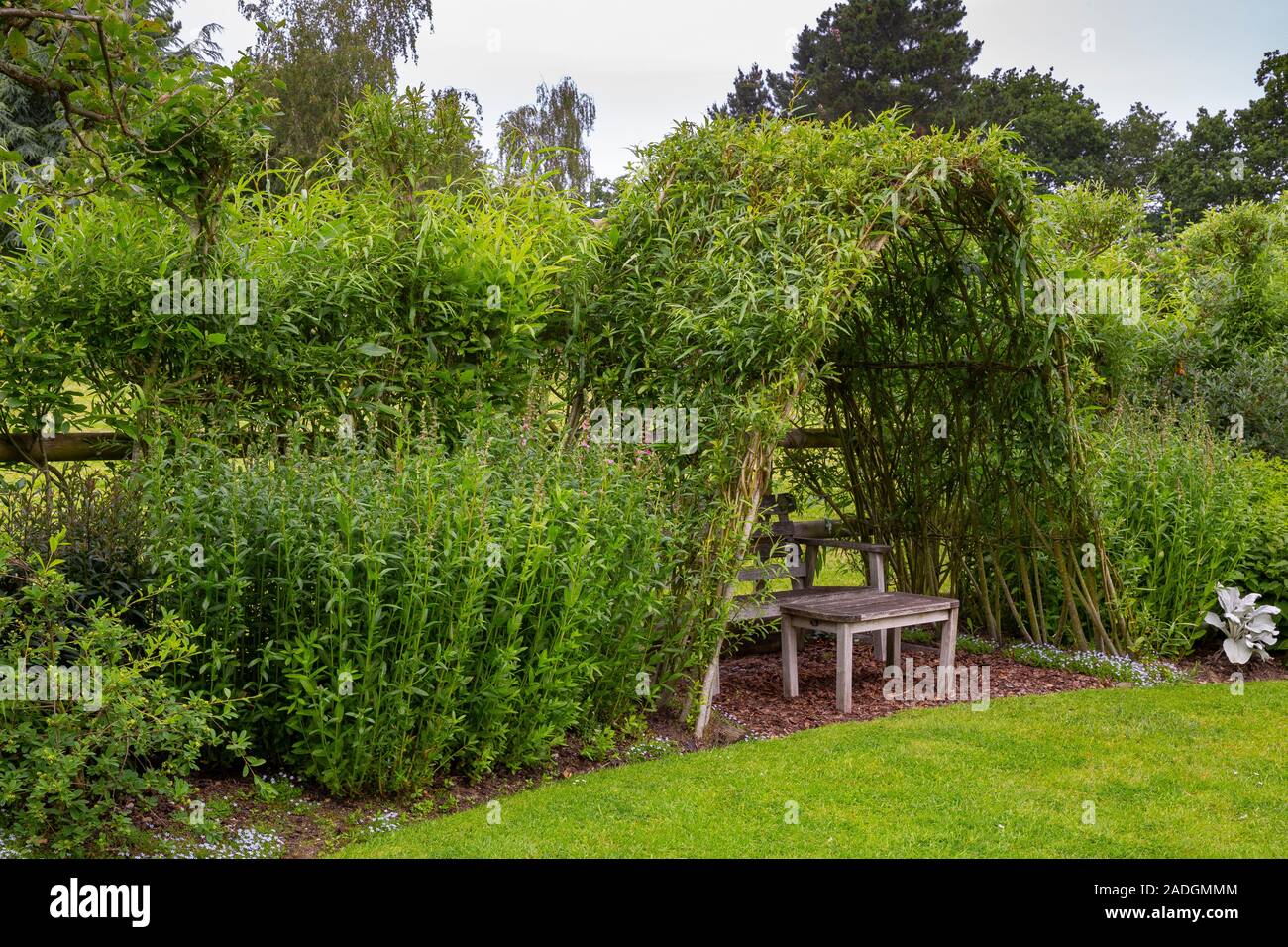 Herbaceous borders and seating area beneath a living Willow structure Stock Photo