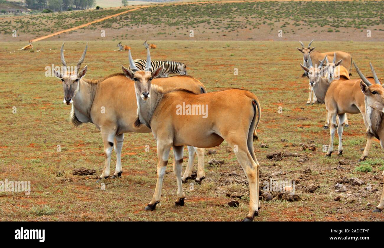 the wild animals of South Africa Stock Photo - Alamy