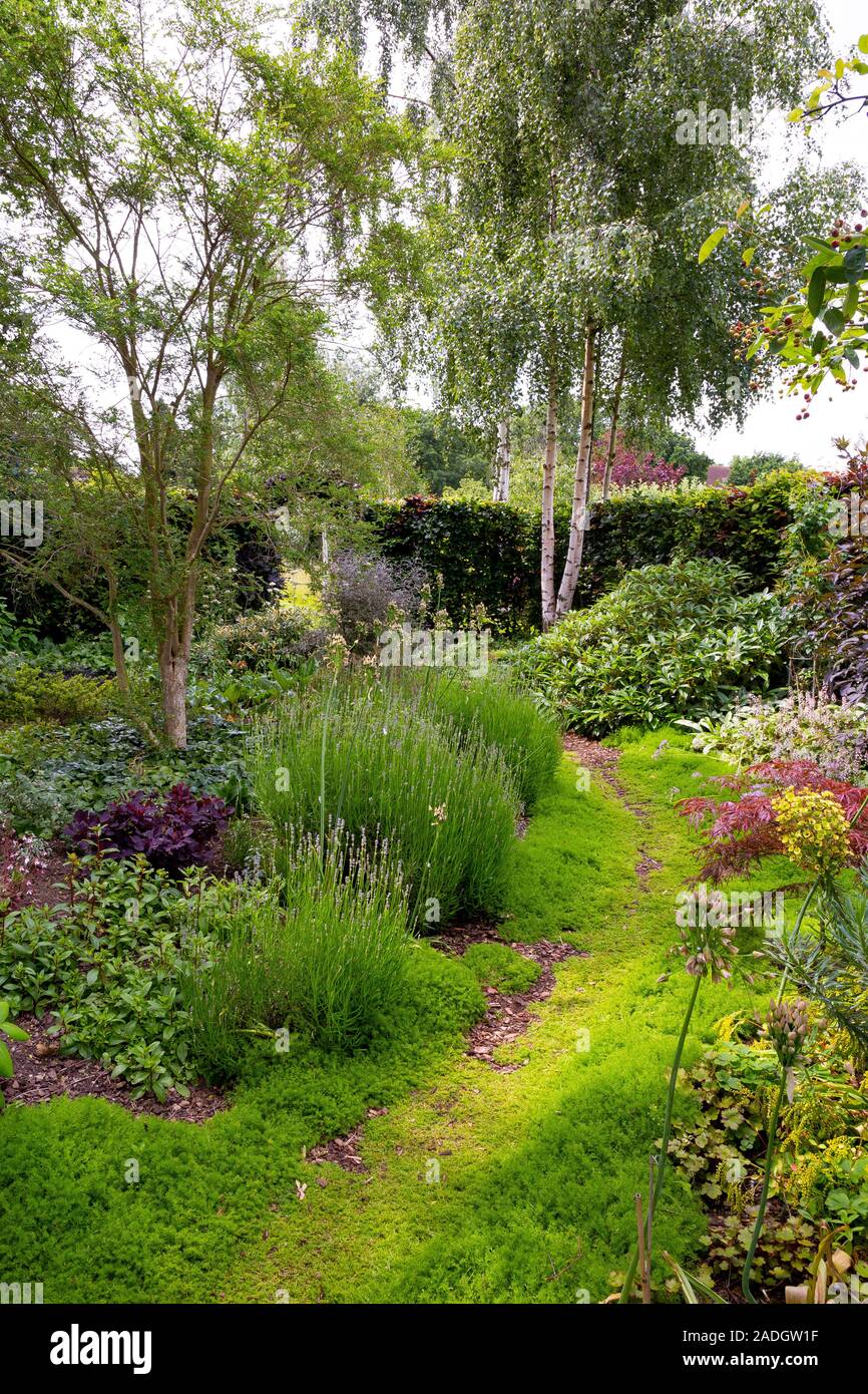 A Chamaemelum Nobile Treneague Path Leading Through Woodland Style Herbaceous Borders Stock