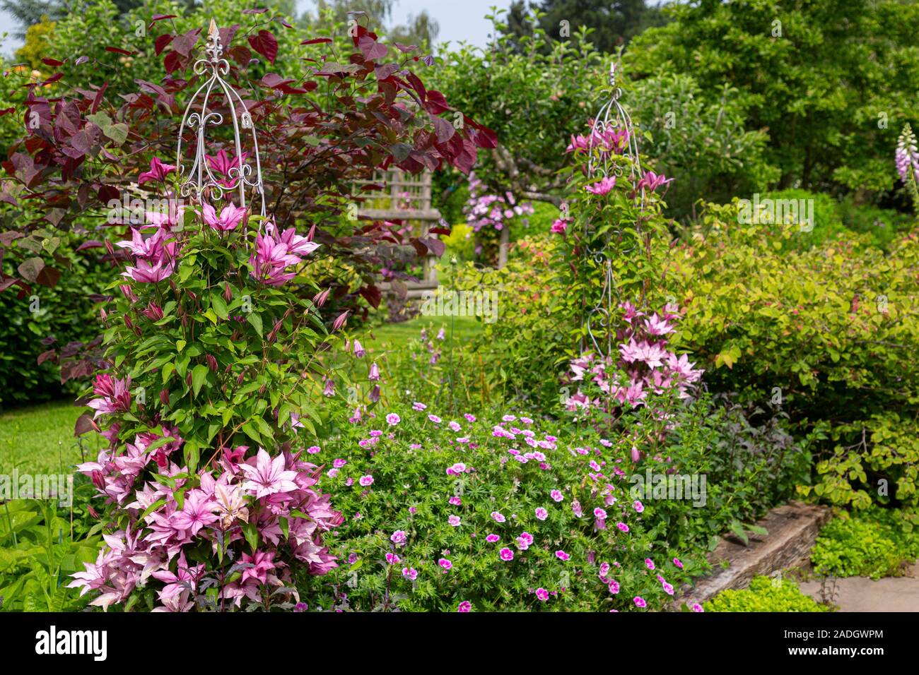 Herbaceous border with Clematis 'Giselle' and Geranium sanguineum 'Elke' Stock Photo