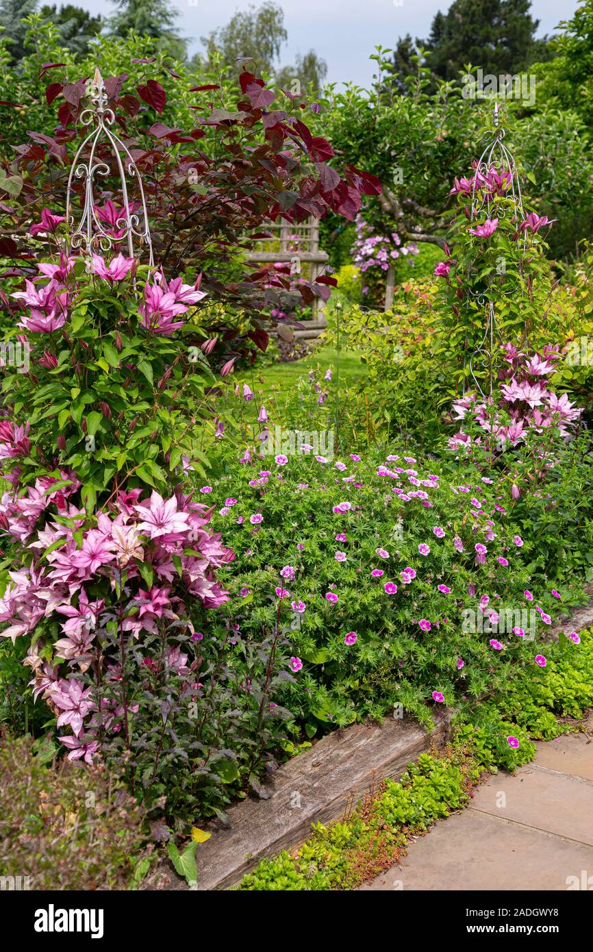Herbaceous border with Clematis 'Giselle' and Geranium sanguineum 'Elke' Stock Photo