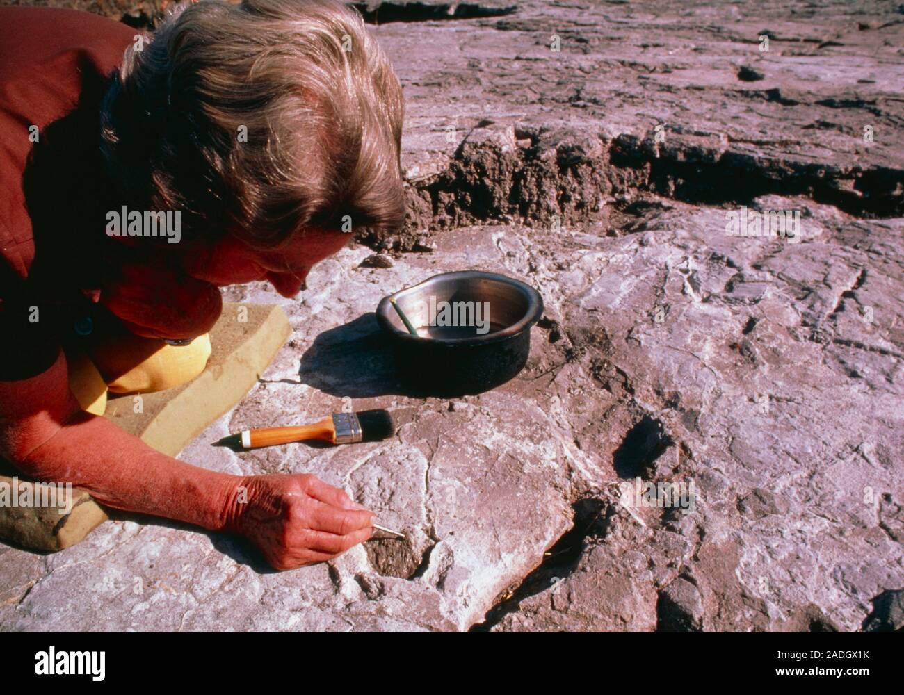 Археологические раскопки для детей. Профессия археология. Археологические раскопки. Раскопки кисточка. Преподаватель археологии.