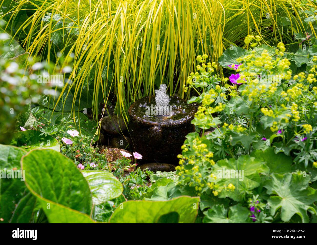 Water feature nestled amongst Alchemilla mollis and Carex elata 'Aurea