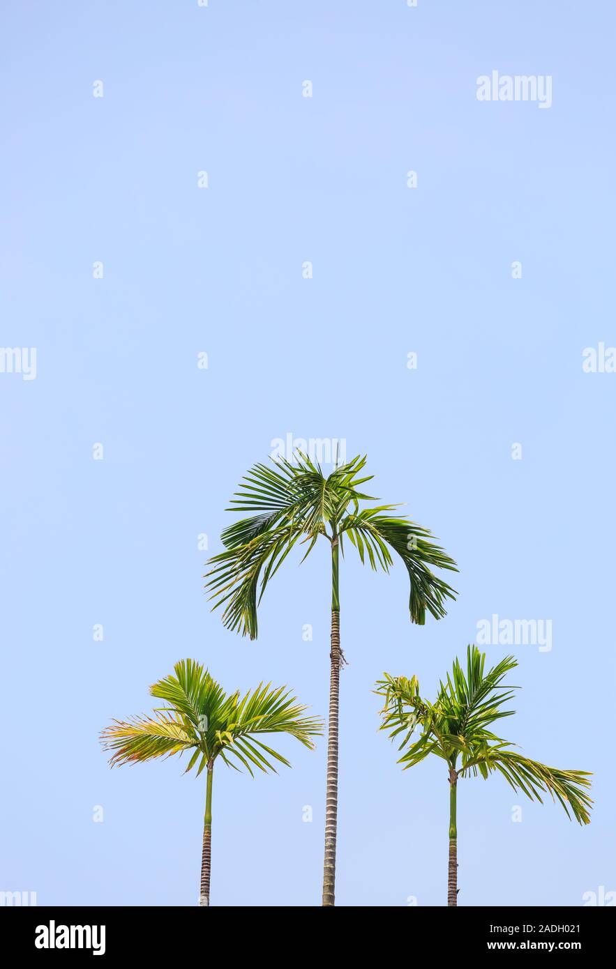Palm tree in blue sky background view Stock Photo - Alamy