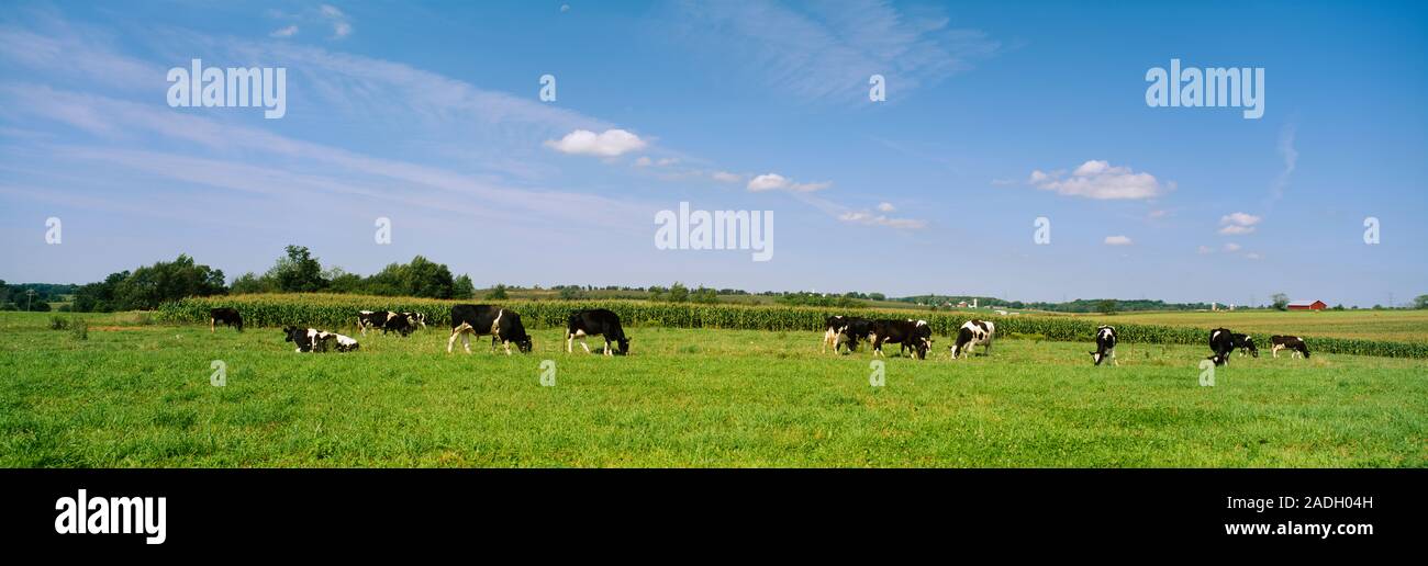 Herd of holstein cows grazing in a meadow, Kent County, Michigan, USA Stock Photo